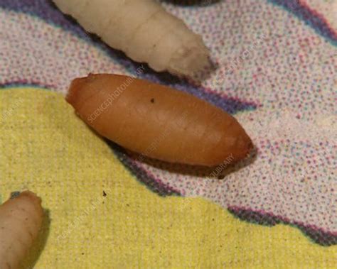 Flesh fly pupa - Stock Video Clip - K002/0119 - Science Photo Library