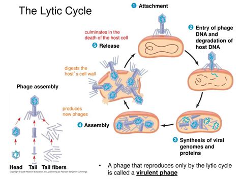 Lytic Life Cycle