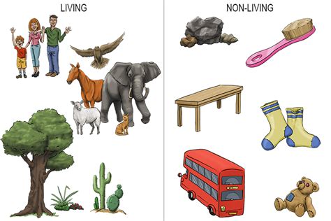 Clipart Living And Non Living Things