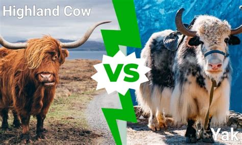 Yak vs Highland Cow - A-Z Animals