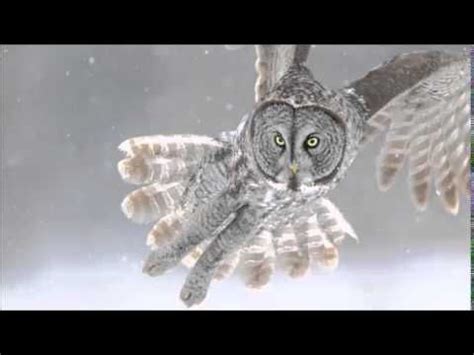 great gray owl sound, calls, and hooting in 2020 | Great grey owl, Gray owl, Owl photography