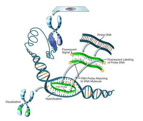 Fluorescence In Situ Hybridization
