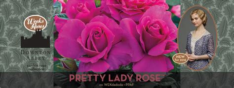 Weeks Roses • Wholesale Rose Grower