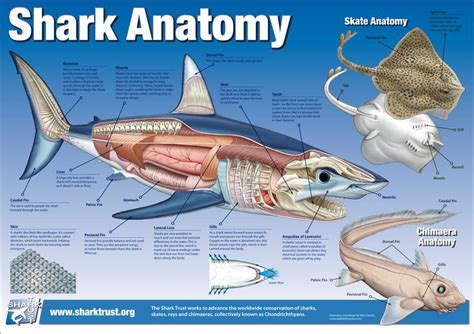 Great White Shark Anatomy Model | Fish anatomy, Shark facts, Shark