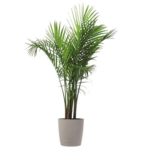 Ships Tall, 4-Feet to 3 Plant, Indoor Live Tree, Palm Majesty Farms ...