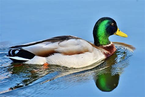 The Mallard (Anas platyrhynchos) - The Wide-Billed Duck