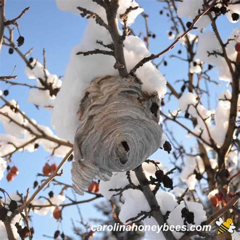 hornets nest in tree winter - Shawanna Galvez