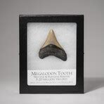 Genuine Megalodon Shark Tooth in Display Box // 2-3" - Astro Gallery - Touch of Modern