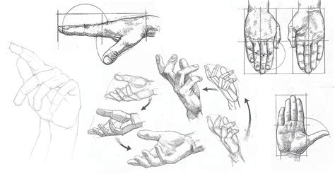 mezcla Alarmante rastro ejercicios para dibujar anatomia Disturbio ...