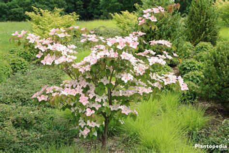 Cornus Kousa, Chinensis/Japanese Dogwood tree - How to plant and care ...