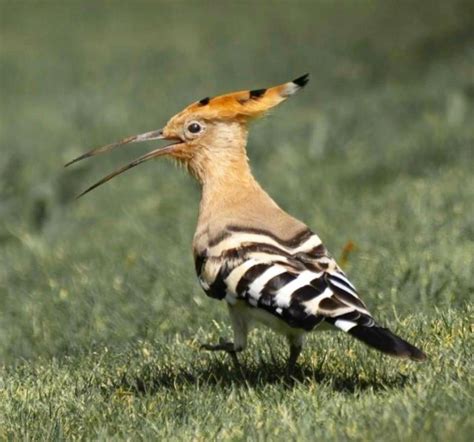 Fun Facts About The Hoopoe – Israel’s National Bird – TheJ.ca