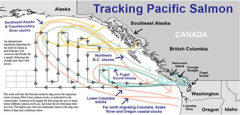 Pacific Salmon Migration Map - Delaware County Ohio Map