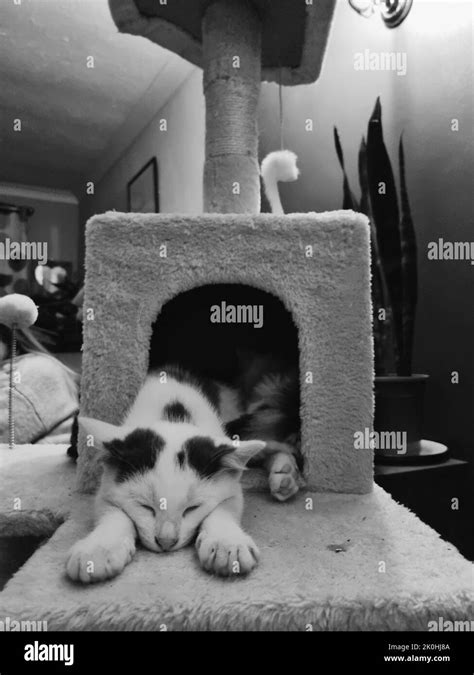 Una escala de grises vertical de gatitos lindos durmiendo juntos en el árbol del gato Fotografía ...