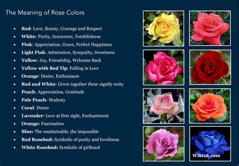 The Meaning of Rose Colors - PositiveMed | Rose color meanings, Blue ...