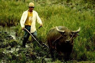 moldboard plow, water buffalo plowing | Land preparation, wa… | Flickr