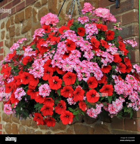 Hanging basket, red and pink combination, petunias, red petunia, verbena Stock Photo - Alamy