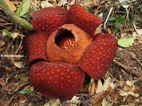 The rainforests of Borneo & Southeast Asia: The largest Rafflesia tuan-mudae that I ever seen!!!