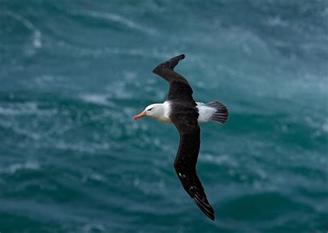 Albatross | Largest Seabird, Migration & Conservation | Britannica