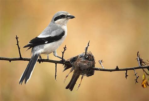 Shrike, the Butcher Bird. Alcaudón. El carnicero | Aves, Pajaros exoticos, Pajaros