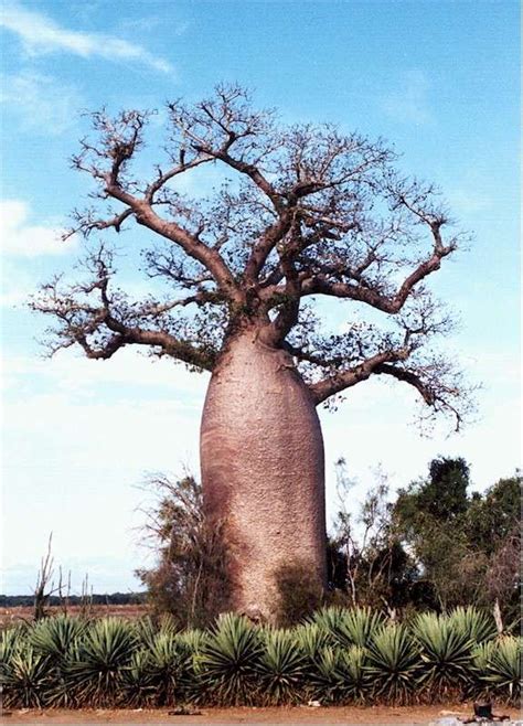 The Jewel of the Savannah | African tree, Savannah chat, Baobab