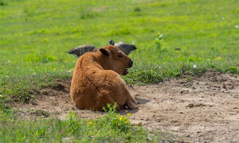 Baby American buffalo/bison | Veau (bison) d'Amérique du Nor… | Flickr