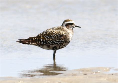 American Golden-plover » BirdQuiz.net