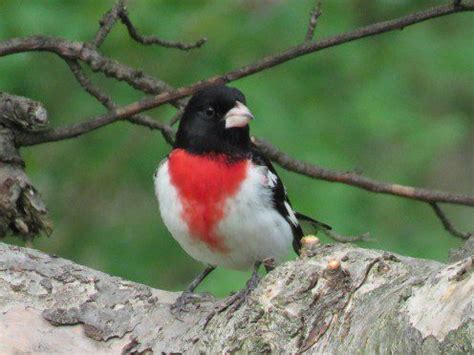 Common Backyard Birds of the Northeast | Backyard birds, Backyard, Birds