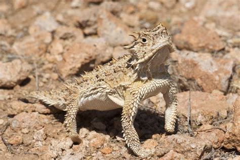 Texas Horned Lizard Facts and Pictures | Reptile Fact