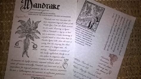 Mandrake Root Herbology Pages/book of Shadows/mythic/parchment Pages - Etsy