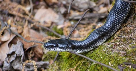 What Do Black Snakes (Western Rat Snakes) Eat? - IMP WORLD