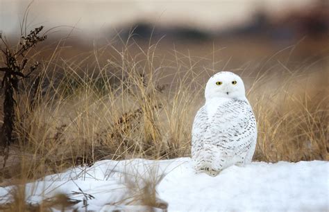 Fascinating Facts About Snowy Owls