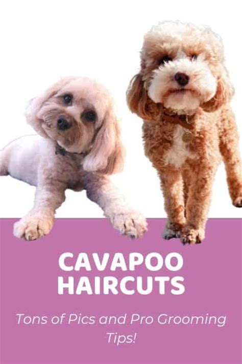 How Often Should I Wash My Cavapoo