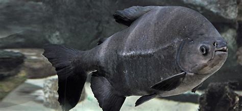 Pacu Behaviour Shoaling Habitat Size Water PH Feeding and Tankmates - Fish profile - Pacu