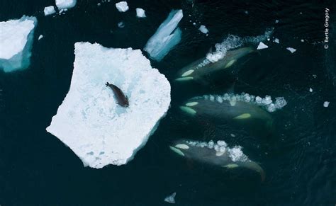 See the 2023 Wildlife Photographer of the Year winning images : NPR