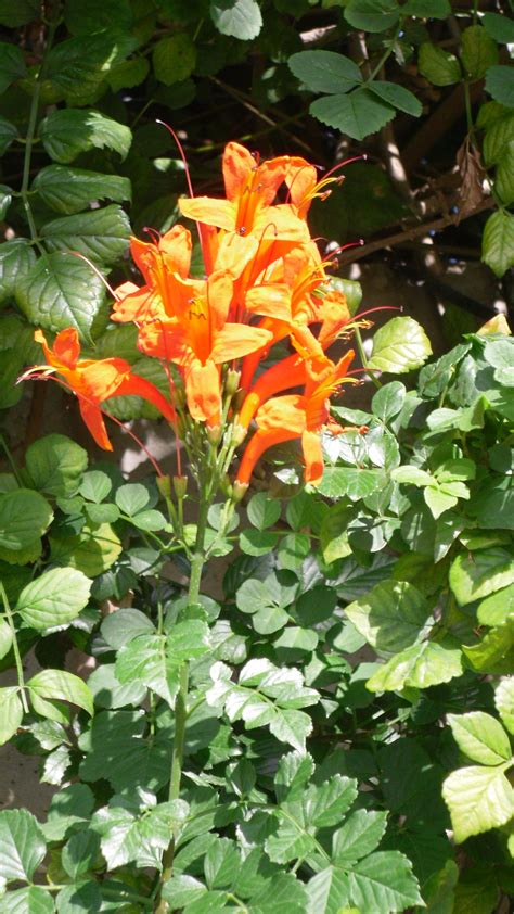 Cape honeysuckle seeds (Tecoma capensis)