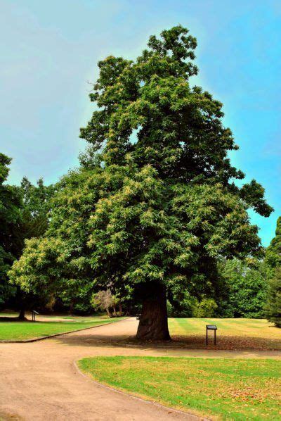 Garden Landscape Design, Green Landscape, Garden Landscaping, Sweet Chestnut Tree, Chestnut ...