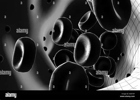 Red and white blood cells Black and White Stock Photos & Images - Alamy