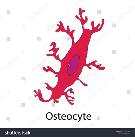 Osteocyte Structure Of Bone Cell Stock Vector