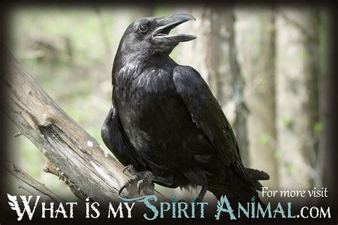 Crow Facts, Songs, Movies & Trivia | Bird Animal Facts