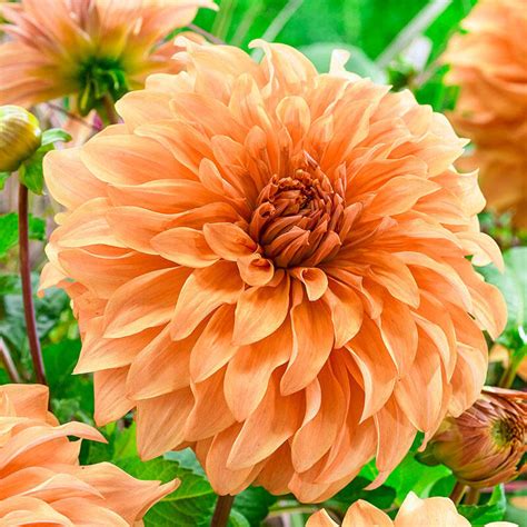 Buy Orange Dahlias | Spartacus Orange Dahlia | Breck's