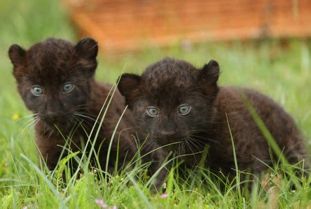 Panther Cubs! - ZooBorns