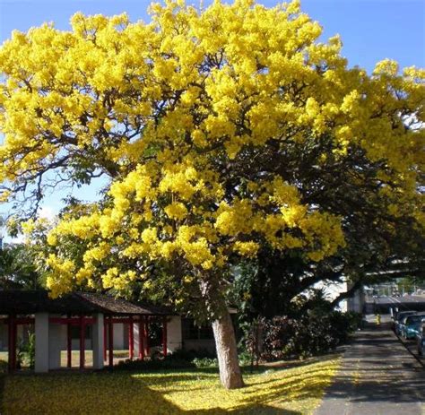 Yellow Trumpet Trees | Garden View Landscape, Nursery & Pools