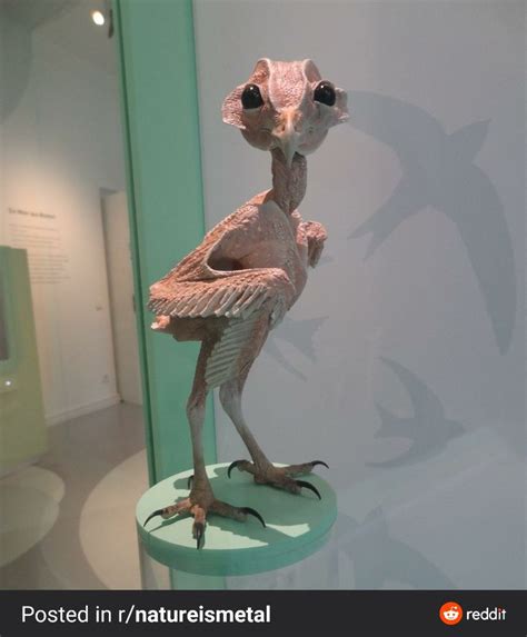 Featherless Owl | Featherless owl, Cute pigeon, Owl