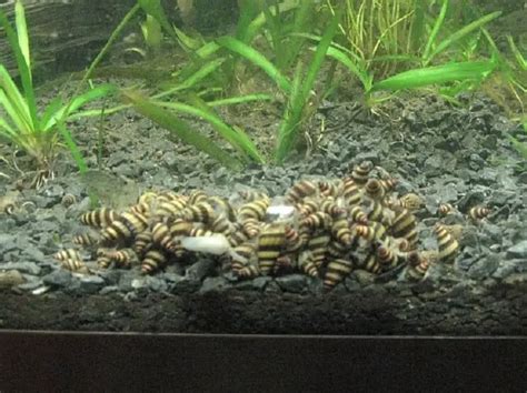 Assassin Snail: Care, Breeding, Size, Diet & More | Fishkeeping World