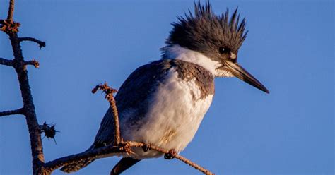 Yosemite Birdwatching: 7 Common Birds in Yosemite - OMG Birds!