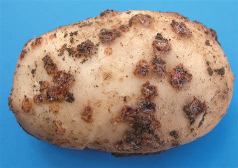 Common scab - Potato - Ontario CropIPM