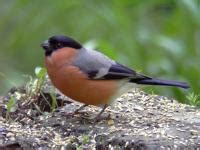 Bullfinch Facts - Bullfinch Information : Twootz.com