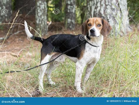 Rabbit Hunting Beagle Hound Dog with Floppy Ears Stock Photo - Image of ...