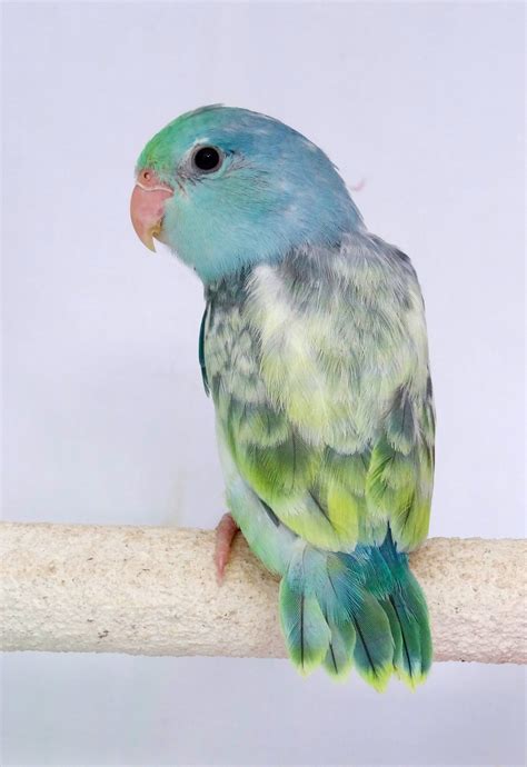 Parrotlet Babies