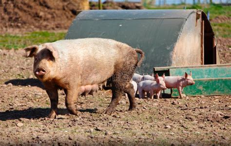 Sow pig and piglets stock image. Image of agriculture - 30370061